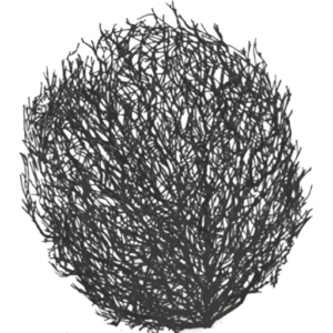Logo of Chateau Tumbleweed