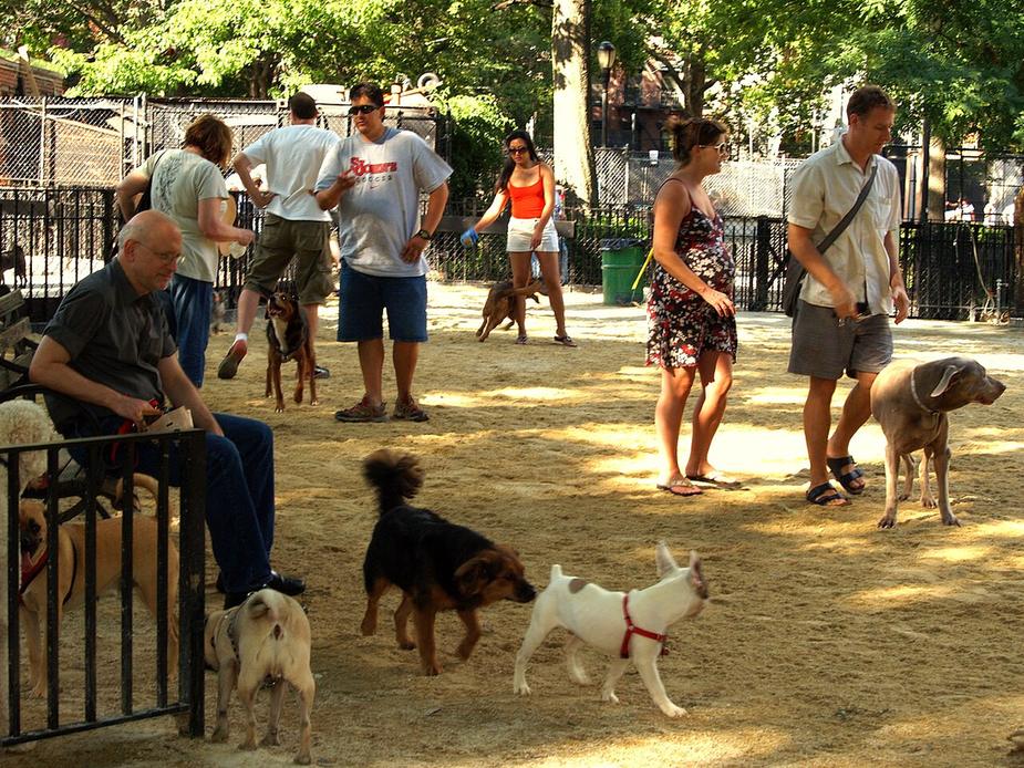 People and dogs in a fenced dog run