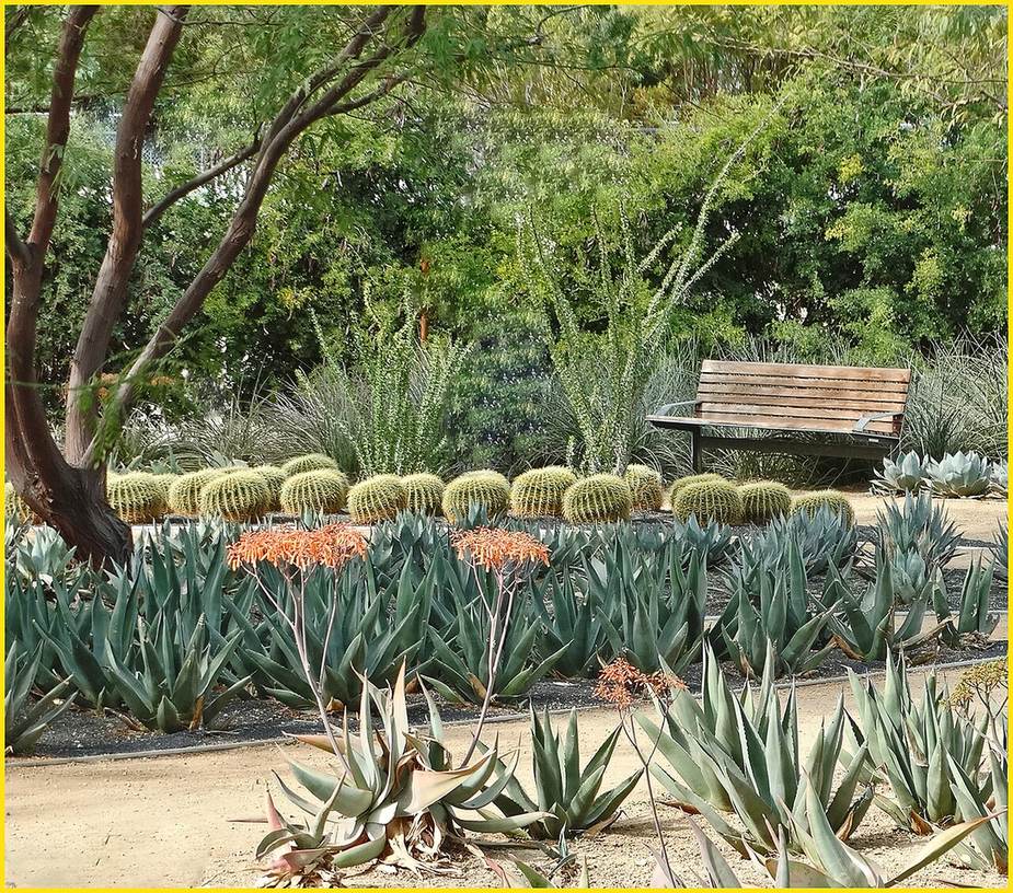 A desert garden of agave, cactus and trees along a path