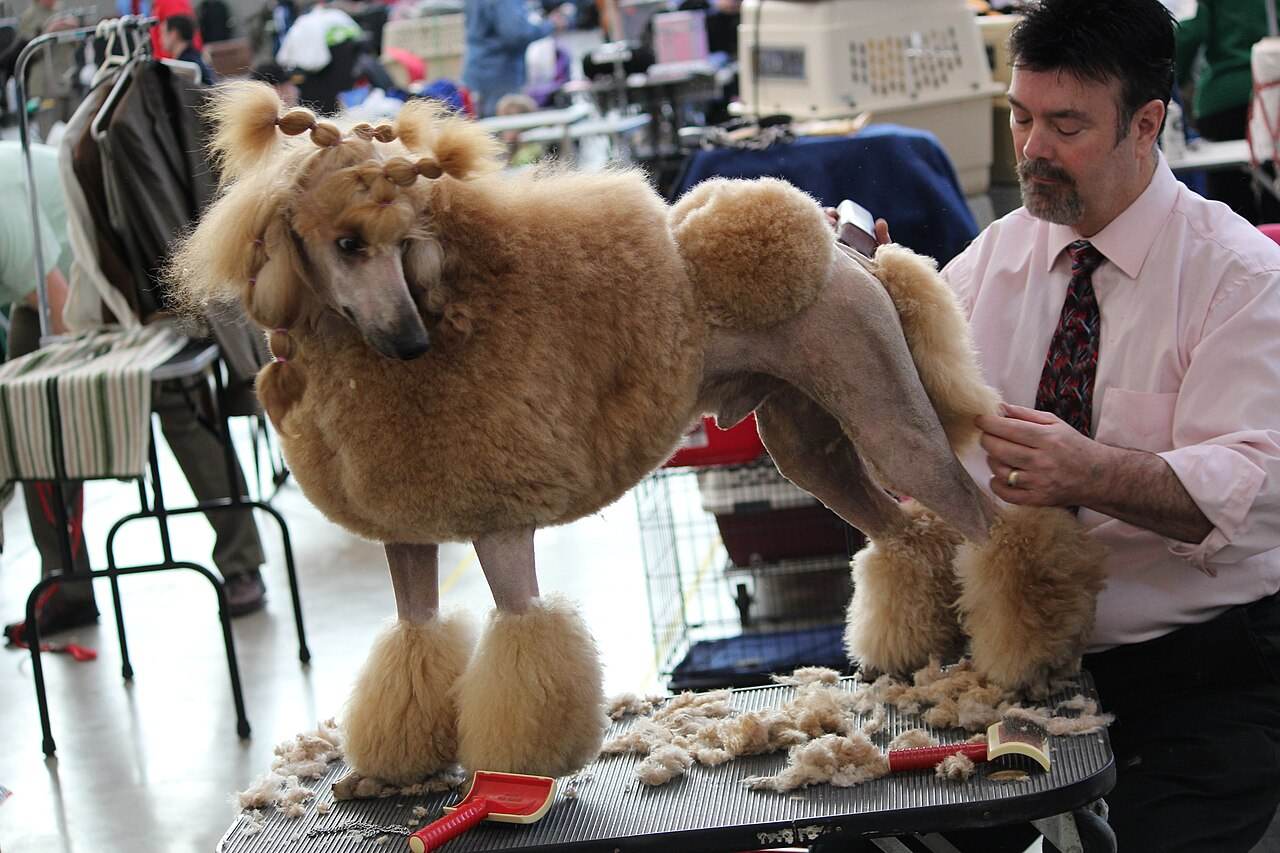 A groomer trimming a poodle