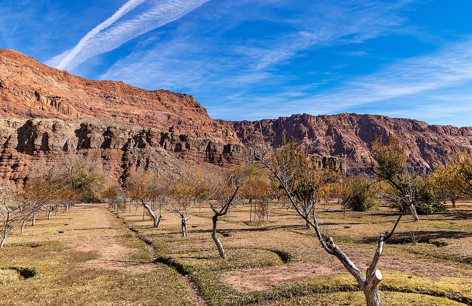 An orchard below red rock cliffs in northern Arizona