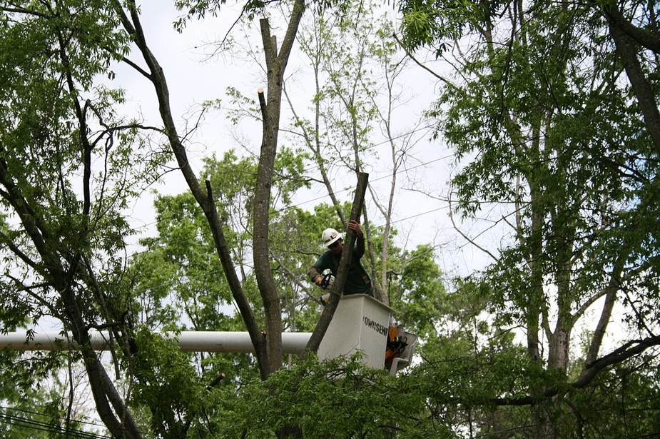 A tree trimmer in a bucket lift cutting branches