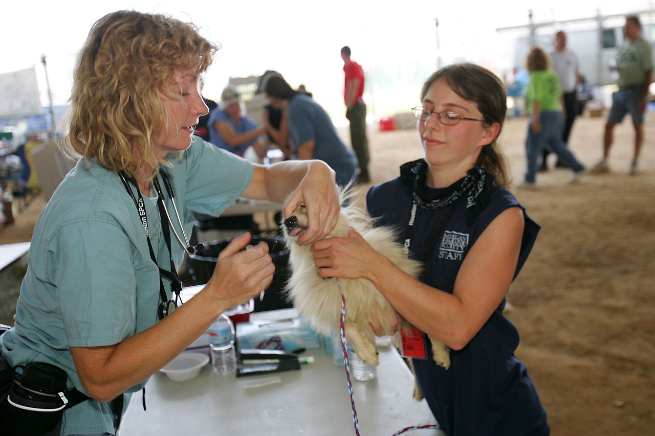 A veterinarian examining a small dog