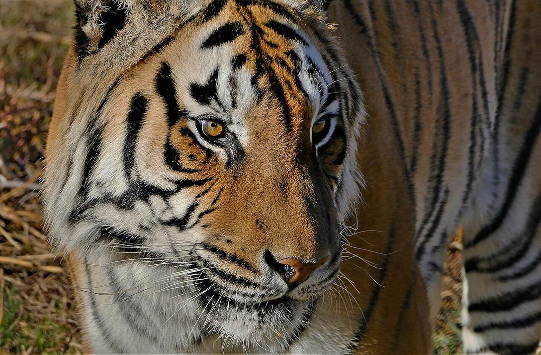A close view of a tiger