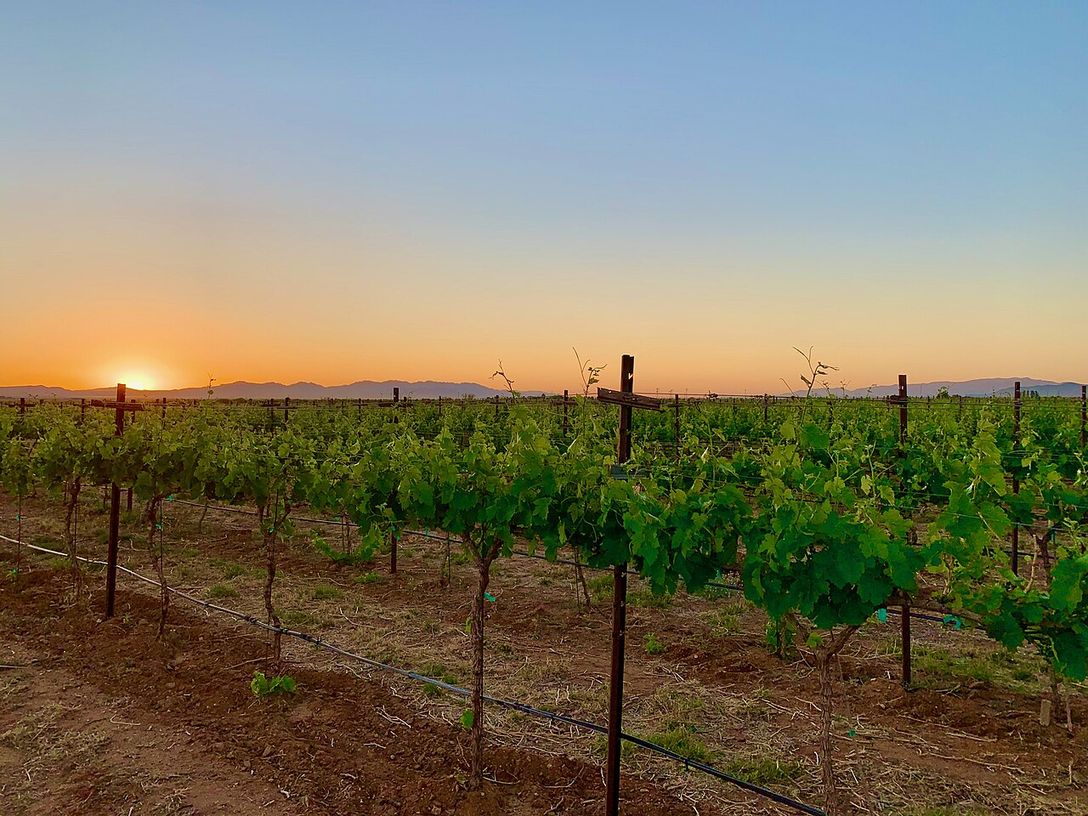 Rows of grapevines at sunset in an Arizona vineyard